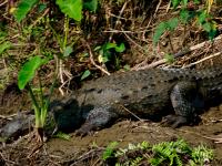Crocodile-in-Chitwan-National-Park