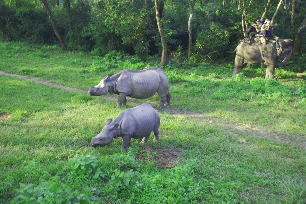 Chitwan National Park Tour