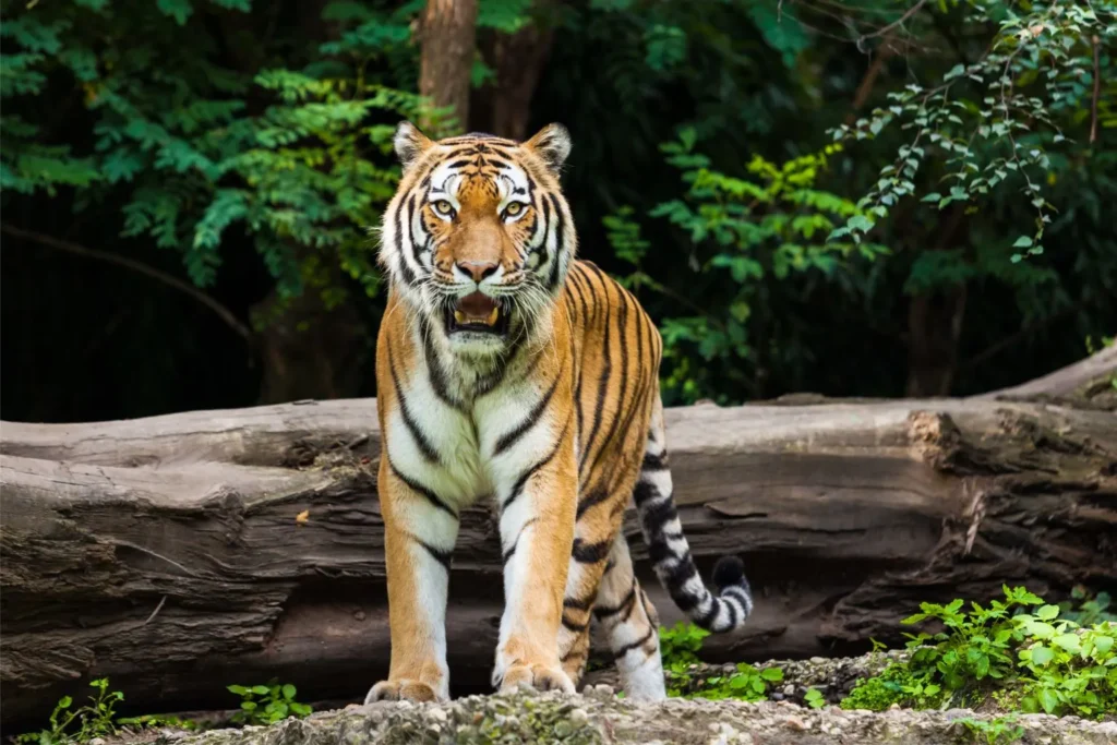 Bardia National Park Tour