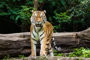 Bardia National Park Tour