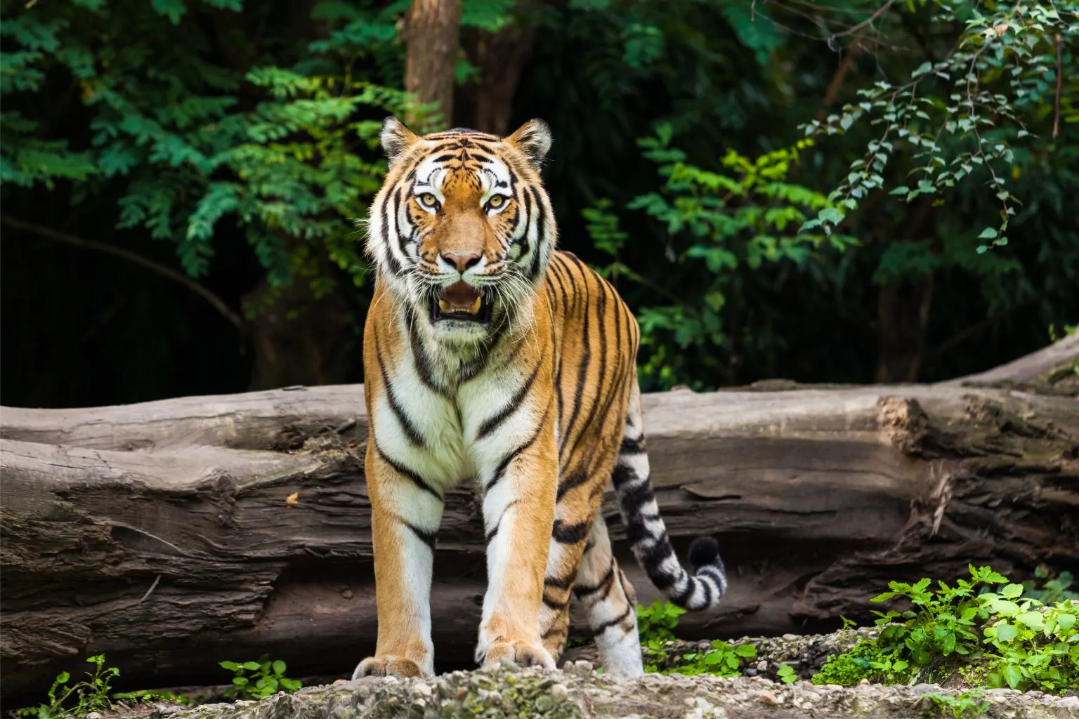 Bardia National Park Tour