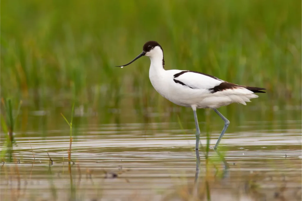 Koshi Tappu Wildlife Tour