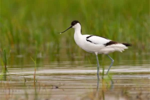 Koshi Tappu Wildlife Tour